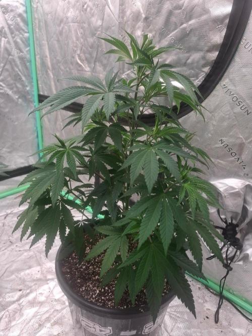 Kannabia Apple & Bananas. Week 5