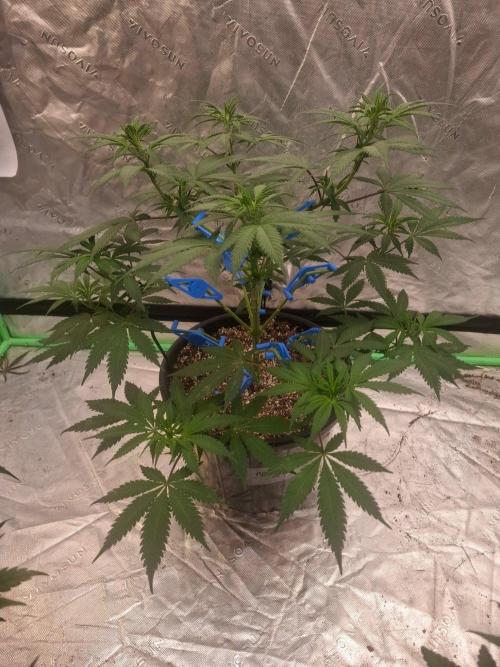Kannabia Apple & Bananas. Week 5