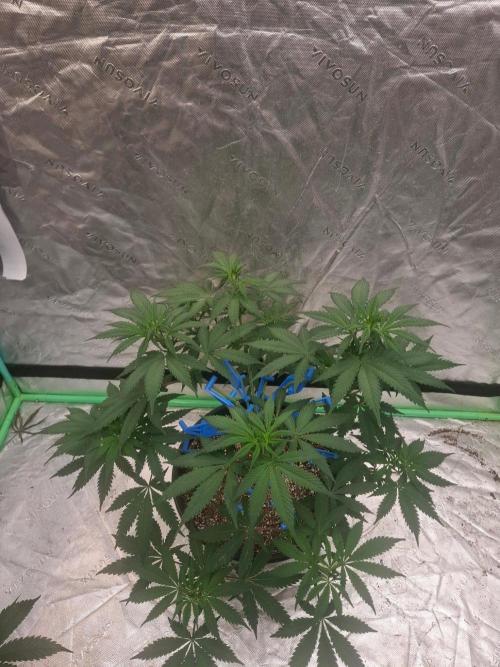 Kannabia Apple & Bananas. Week 5