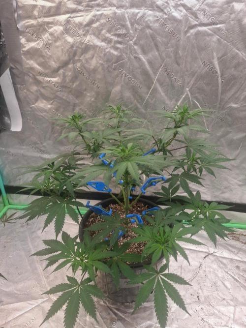 Kannabia Apple & Bananas. Week 5