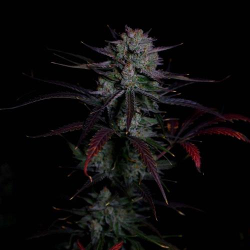 Fastbuds Banana Guava Auto. Week 7