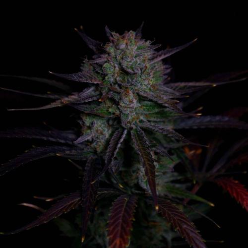 Fastbuds Banana Guava Auto. Week 7