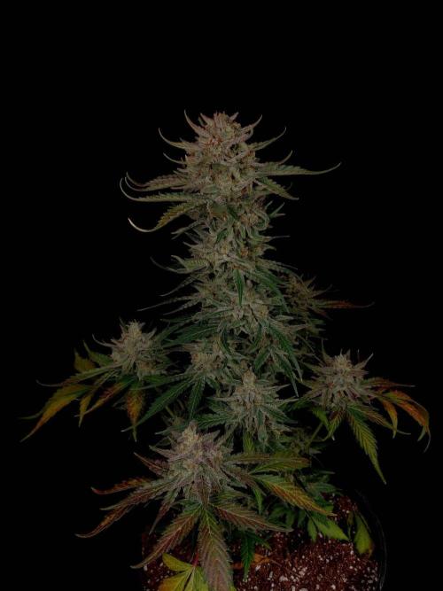 Fastbuds Banana Guava Auto. Week 7
