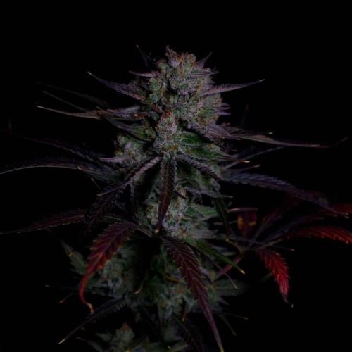 Fastbuds Banana Guava Auto. Week 7
