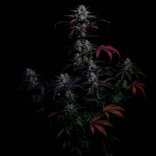 Fastbuds Banana Guava Auto. Week 7