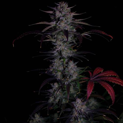 Fastbuds Banana Guava Auto. Week 7