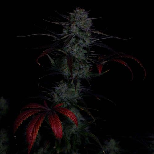 Fastbuds Banana Guava Auto. Week 7