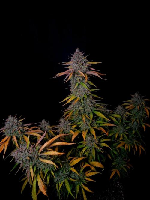 Fastbuds Banana Guava Auto. Week 7