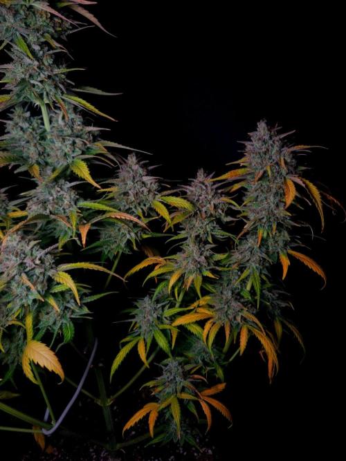 Fastbuds Banana Guava Auto. Week 7