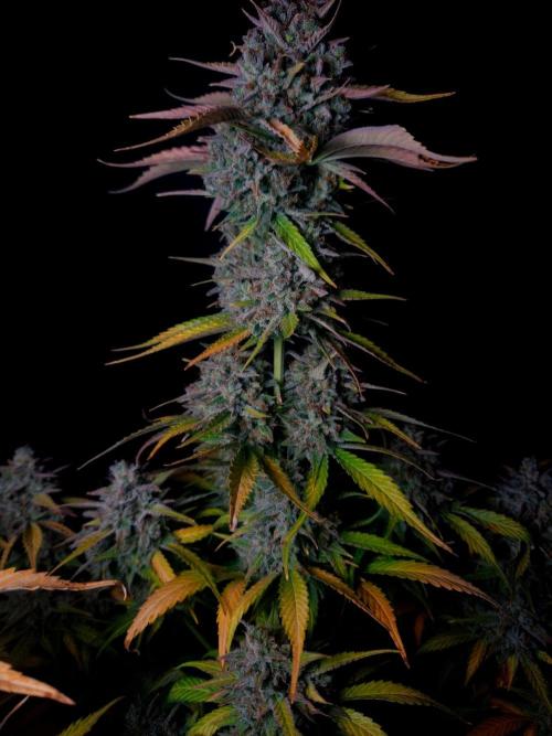 Fastbuds Banana Guava Auto. Week 7