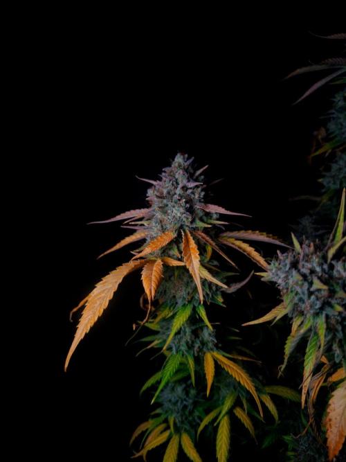 Fastbuds Banana Guava Auto. Week 7