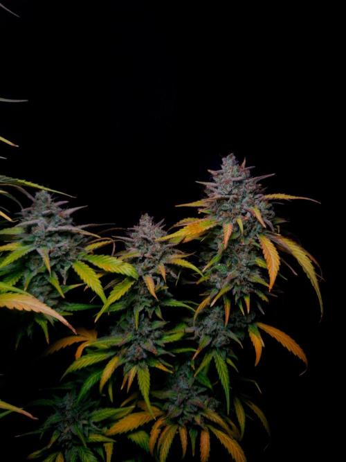 Fastbuds Banana Guava Auto. Week 7