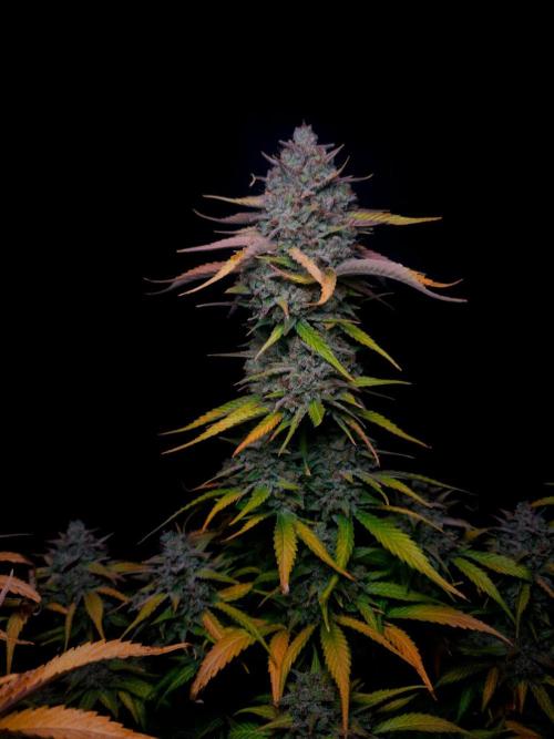 Fastbuds Banana Guava Auto. Week 7