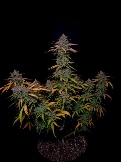 Fastbuds Banana Guava Auto. Week 7
