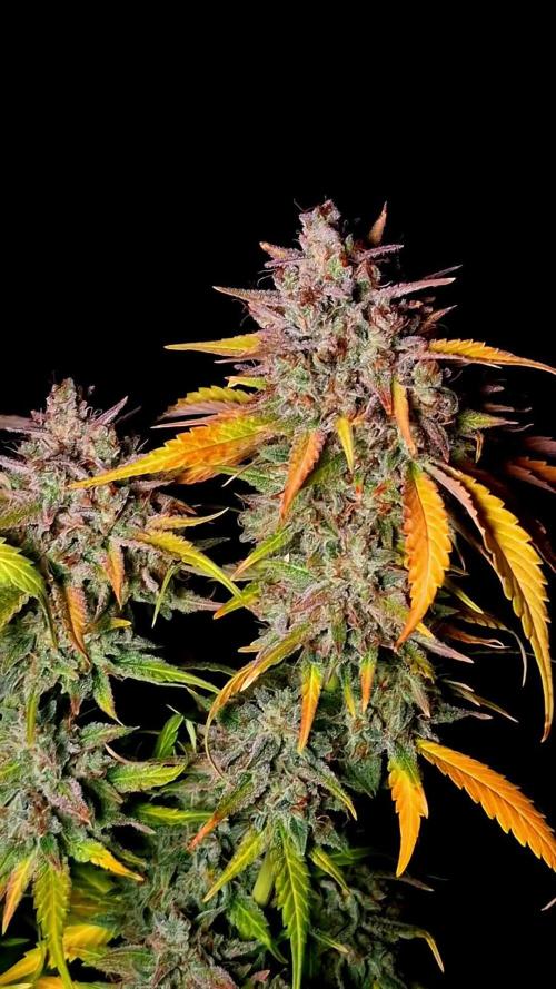 Fastbuds Banana Guava Auto