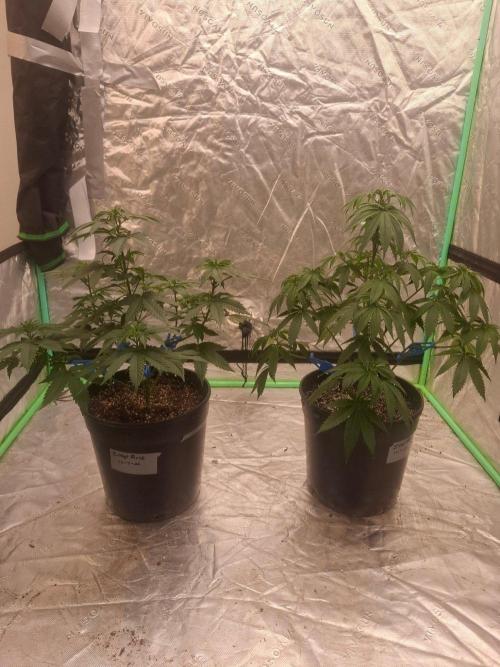 Kannabia Seeds Zoap Rose. Week 5
