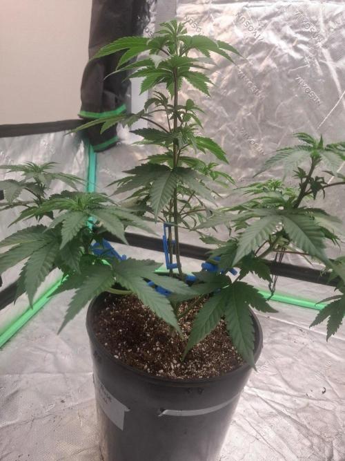 Kannabia Seeds Zoap Rose. Week 5