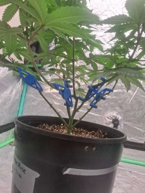 Kannabia Seeds Zoap Rose. Week 5