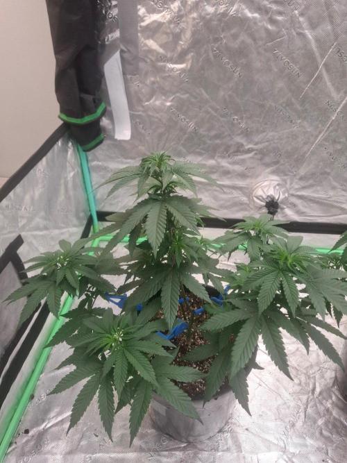 Kannabia Seeds Zoap Rose. Week 5