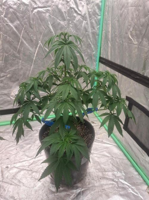 Kannabia Seeds Zoap Rose. Week 5