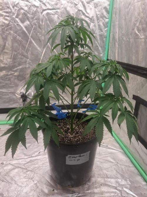 Kannabia Seeds Zoap Rose. Week 5