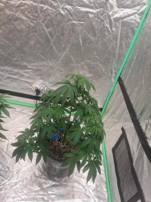 Kannabia Seeds Zoap Rose. Week 5