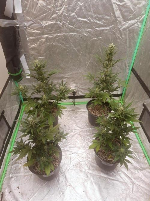 Fastbuds Guava Girls. Week 5