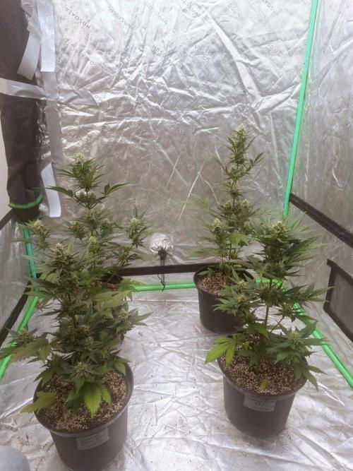Fastbuds Guava Girls. Week 5