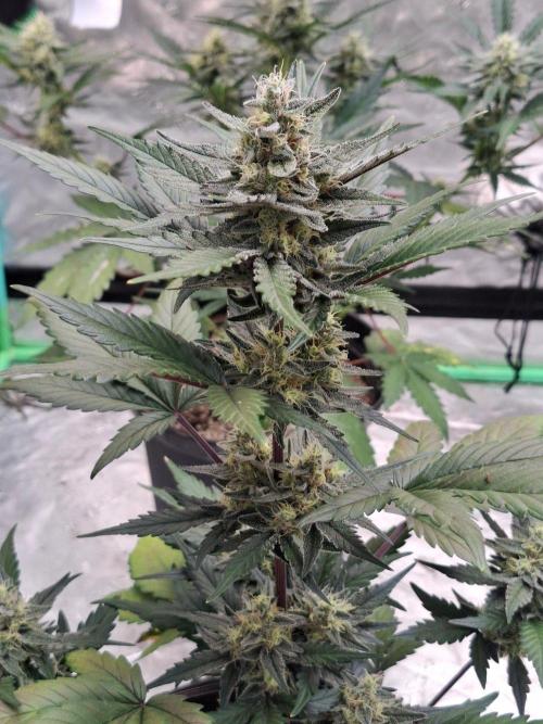 Fastbuds Guava Girls. Week 5