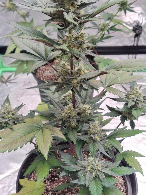 Fastbuds Guava Girls. Week 5