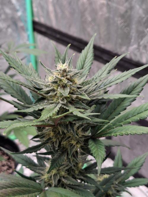 Fastbuds Guava Girls. Week 5