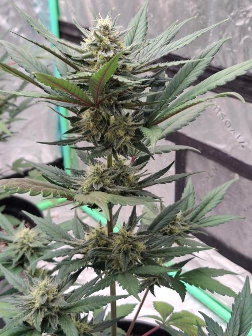 Fastbuds Guava Girls. Week 5