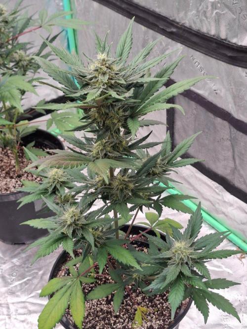 Fastbuds Guava Girls. Week 5