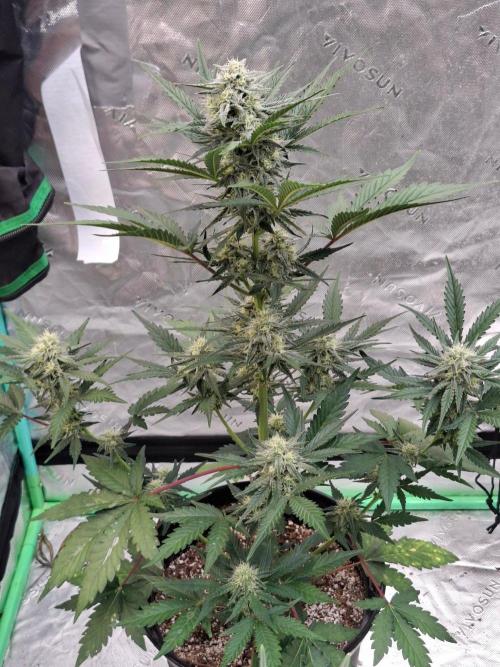 Fastbuds Guava Girls. Week 5