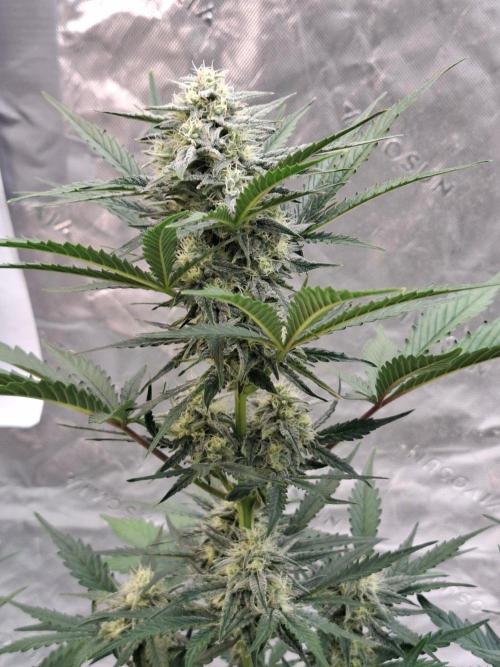 Fastbuds Guava Girls. Week 5