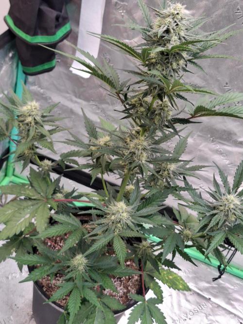 Fastbuds Guava Girls. Week 5