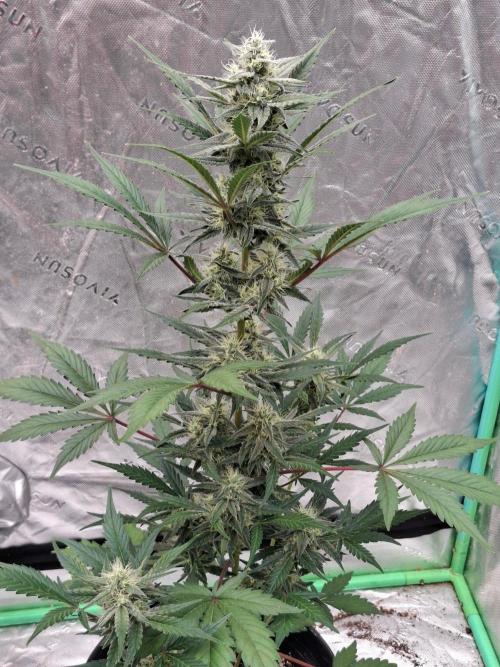Fastbuds Guava Girls. Week 5