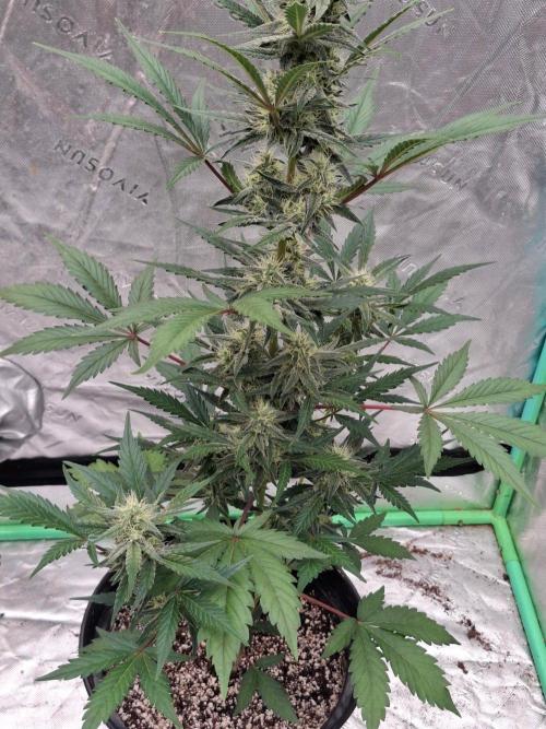 Fastbuds Guava Girls. Week 5