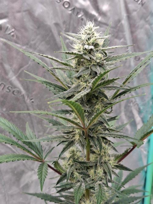 Fastbuds Guava Girls. Week 5