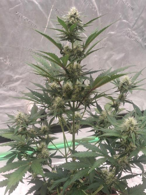 Fastbuds Mendo Guava Outdoor. Week 5