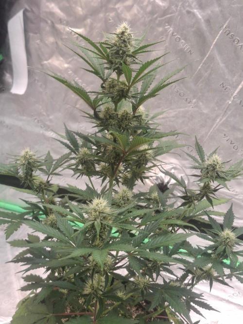 Fastbuds Mendo Guava Outdoor. Week 5