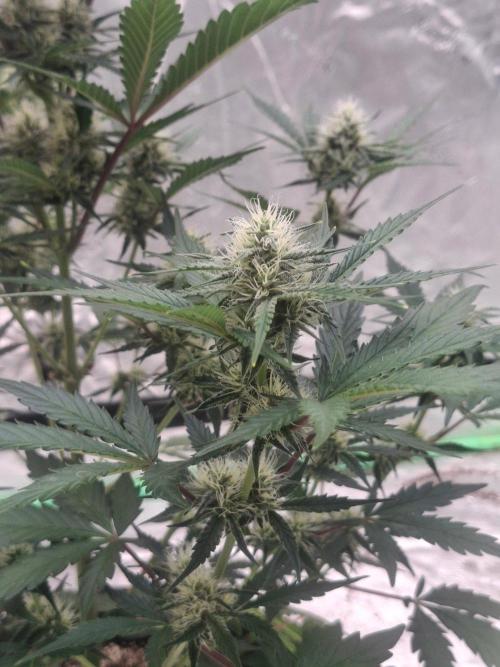 Fastbuds Mendo Guava Outdoor. Week 5