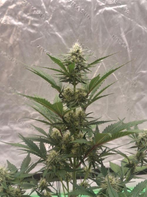 Fastbuds Mendo Guava Outdoor. Week 5