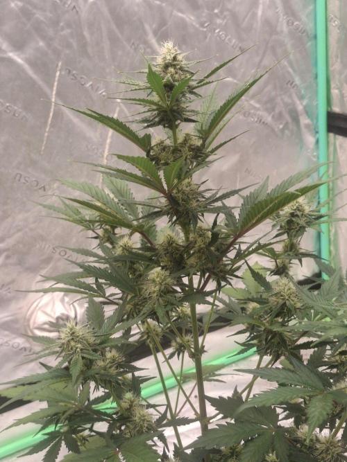 Fastbuds Mendo Guava Outdoor. Week 5