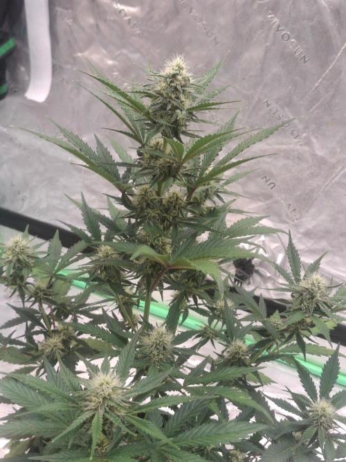 Fastbuds Mendo Guava Outdoor. Week 5