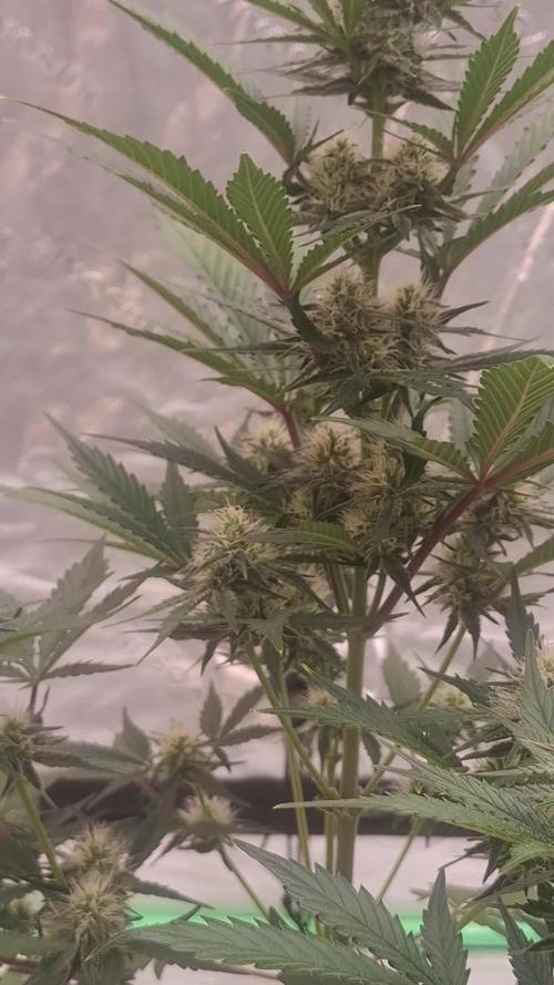Fastbuds Mendo Guava Outdoor