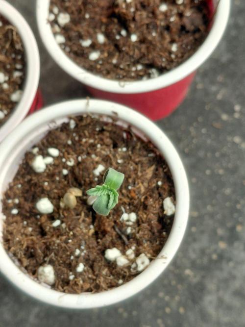 Auto Seeds trio. Week 0