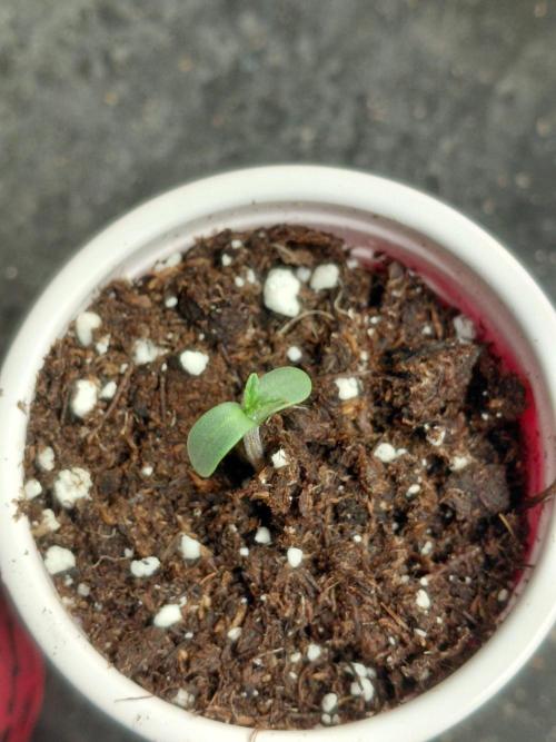 Auto Seeds trio. Week 0