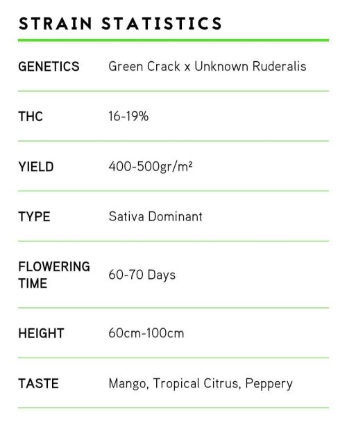 Auto Seeds trio. Week 0