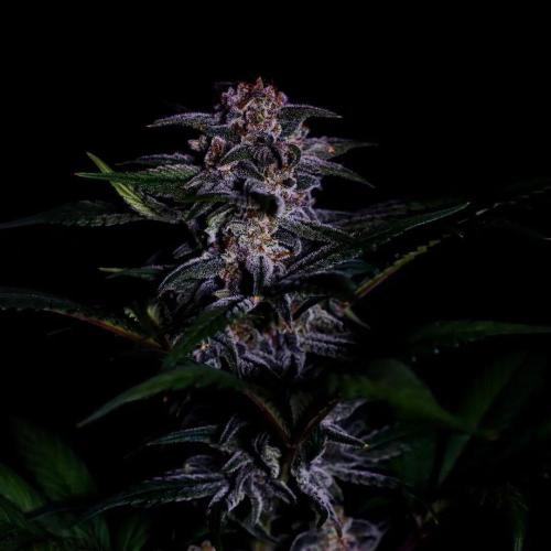 Fastbuds Strawberry Gorilla RF3. Week 7